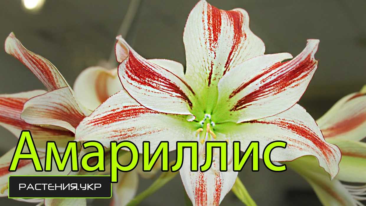 Amaryllis