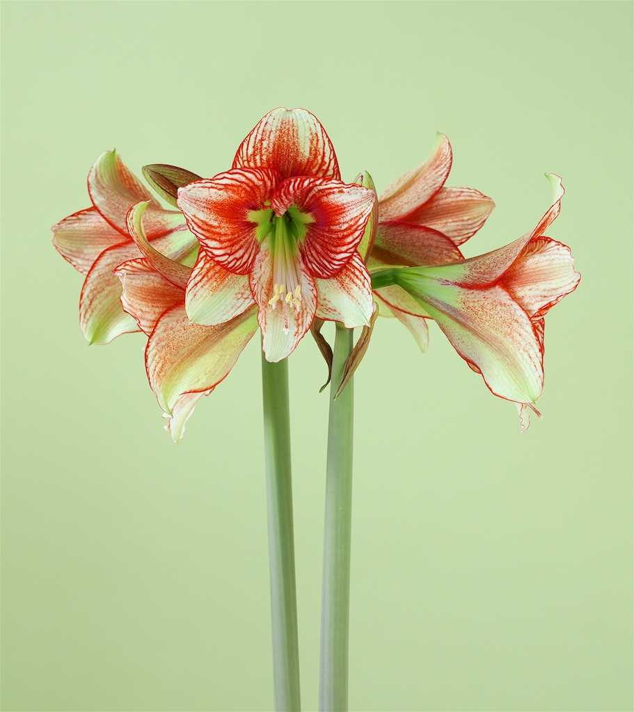 L'amaryllis