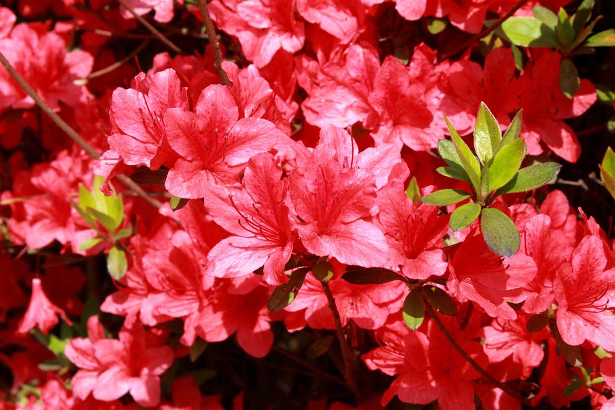 4. Azalée de Kurume (Rhododendron obtusum var. japonicum)