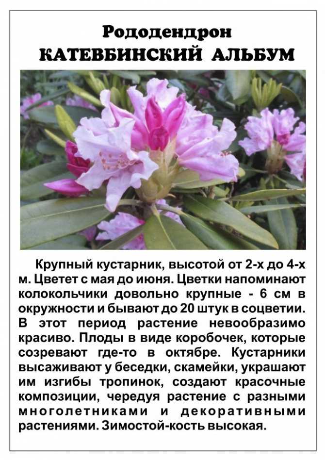 Rhododendron Catawbiense