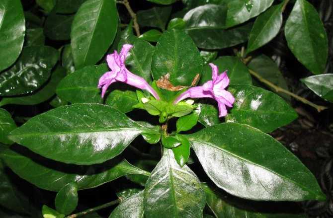 Ruellia makoyana