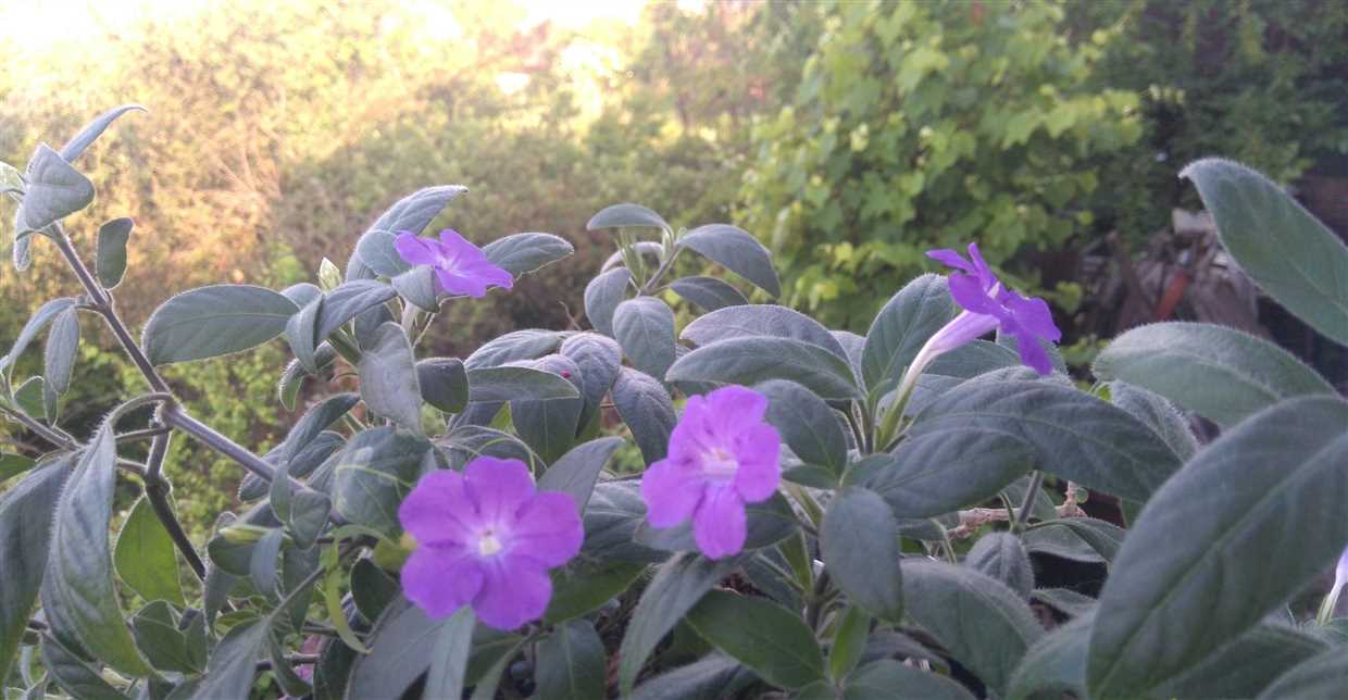 Ruellia : Plantes d'intérieur populaires