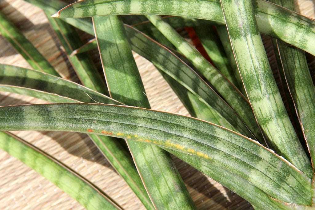 Sansevieria cylindrica