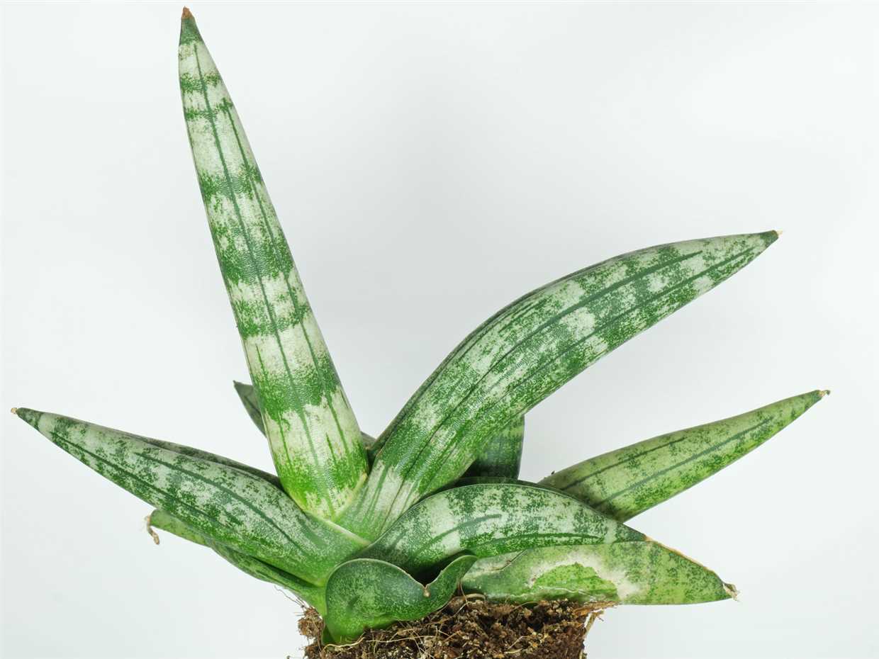  Sansevieria moonshine 