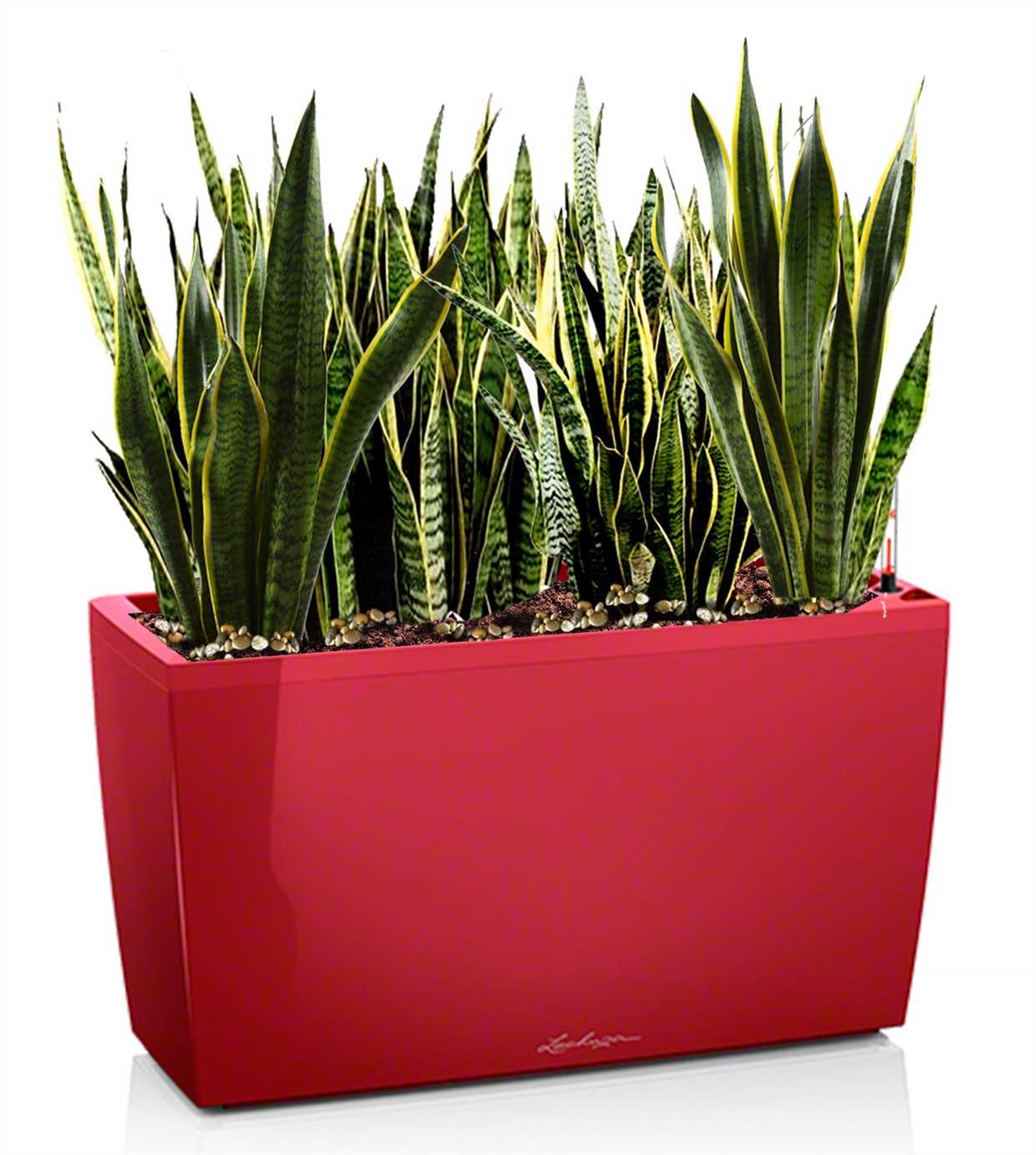  Sansevieria laurentii 