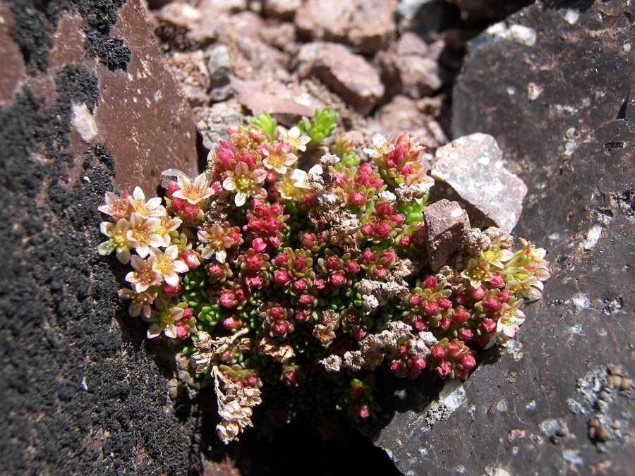 1. Saxifraga stolonifera