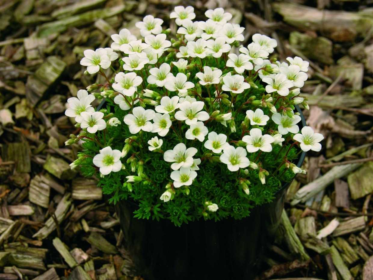 Les caractéristiques de Saxifraga