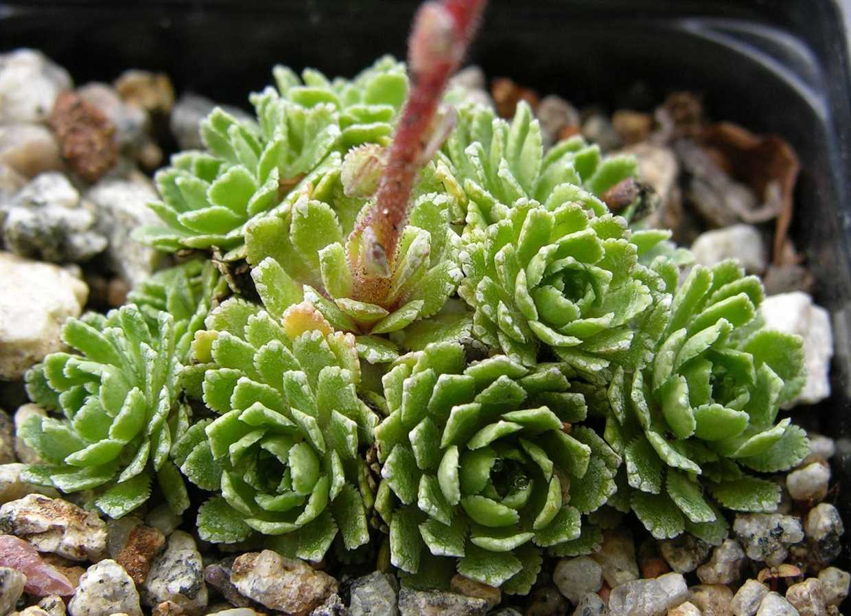 4. Saxifraga fortunei