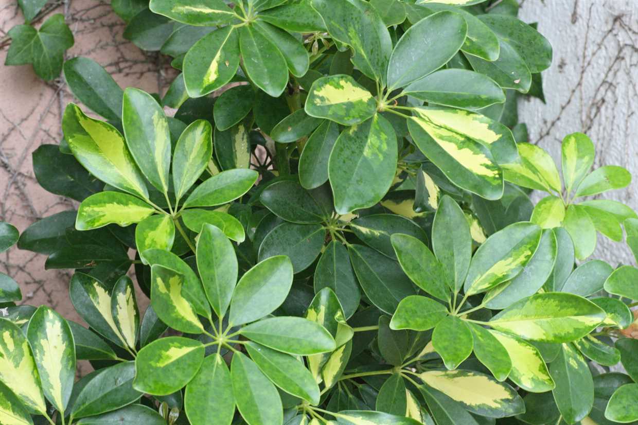 Schefflera rhododendrifolia