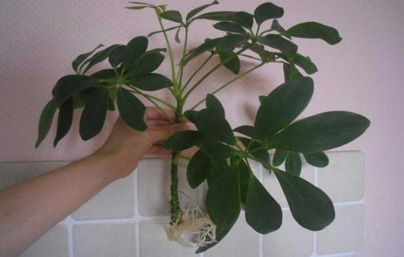 Soins à domicile pour la schefflera :