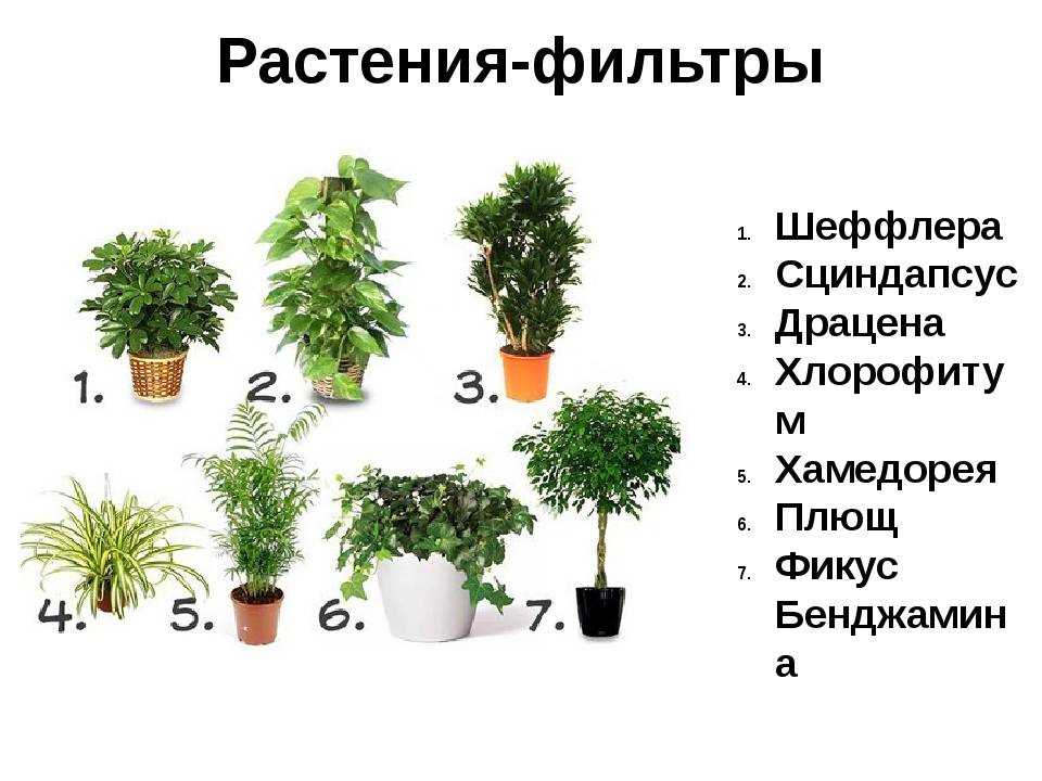 Types et variétés de schefflera :