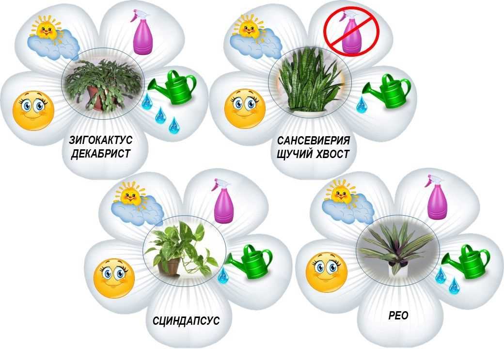 Fertilisation des scindapsus : quand et comment nourrir vos plantes