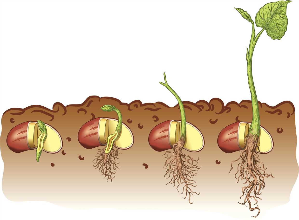 Lumière adéquate pour la germination