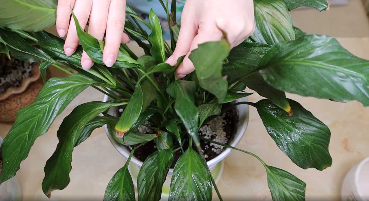 Spathiphyllum : Tout ce que vous devez savoir