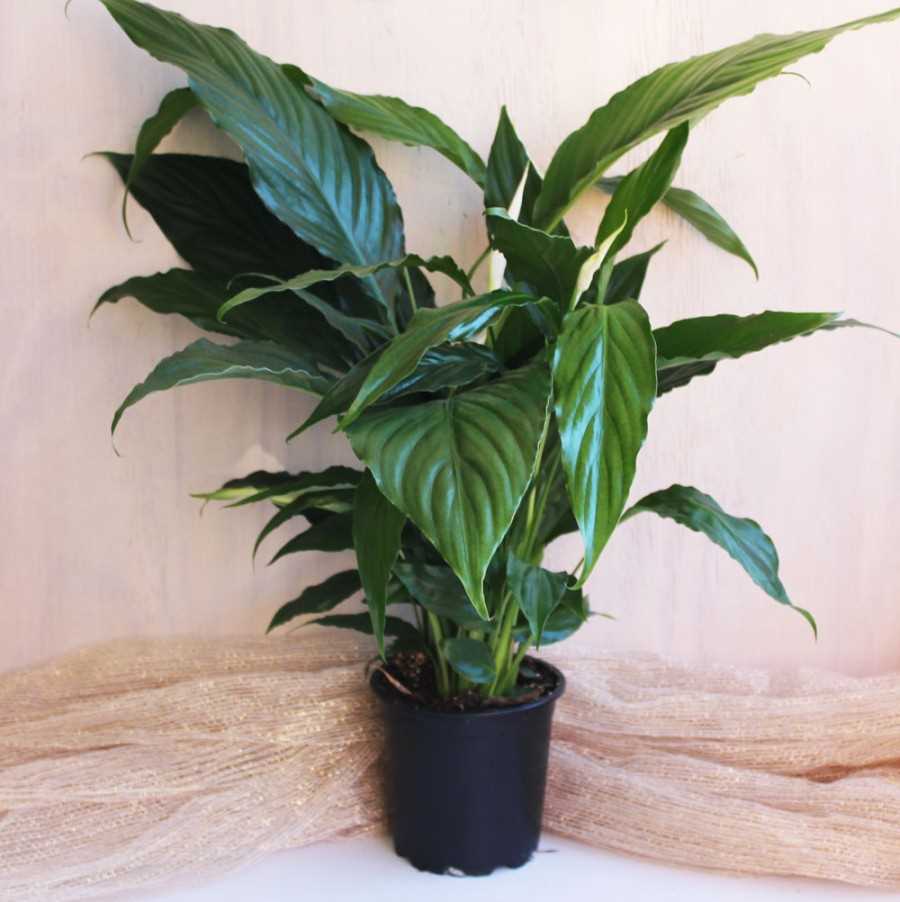 Spathiphyllum : Présentation et caractéristiques