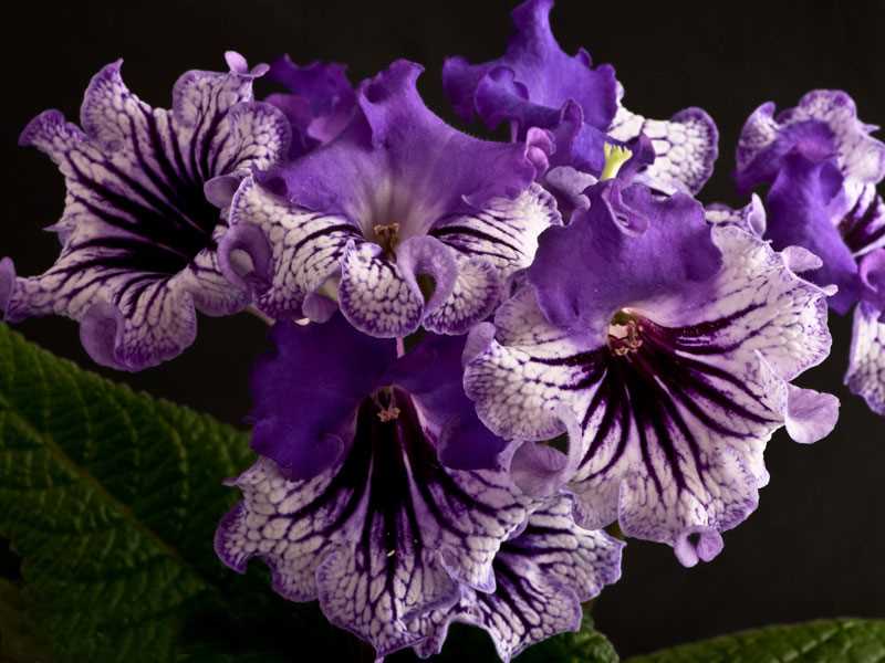 5. Streptocarpus 