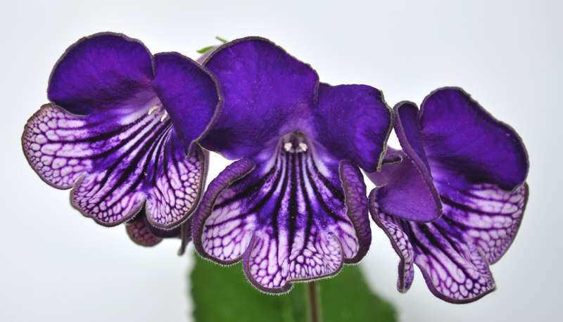 Les principaux besoins des Streptocarpus