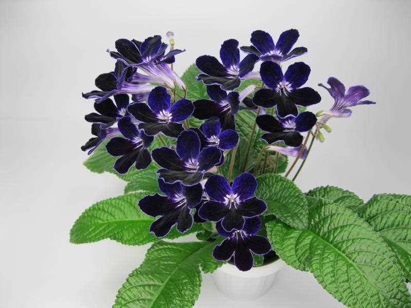 Questions fréquentes sur les Streptocarpus