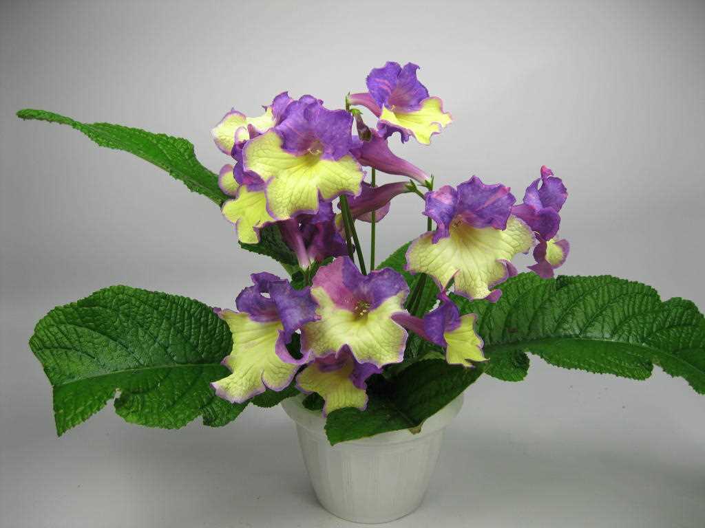 Streptocarpus (Streptocarpus) : entretien, photos, différentes espèces