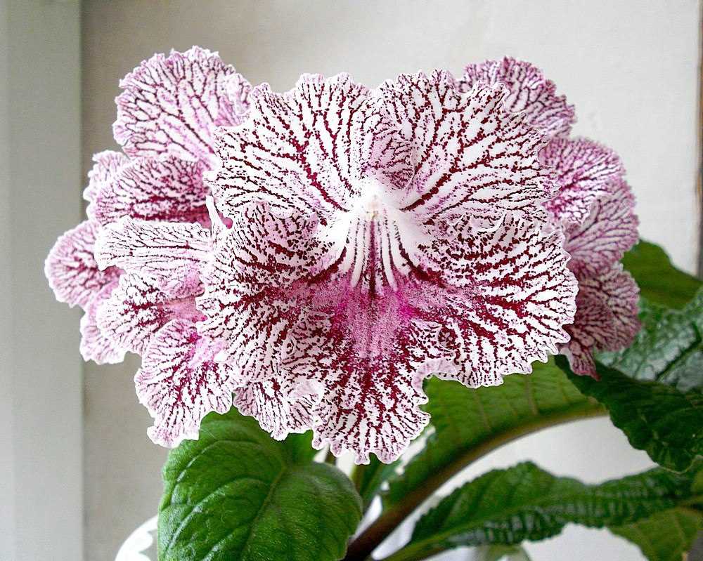 Comment arroser les Streptocarpus ?