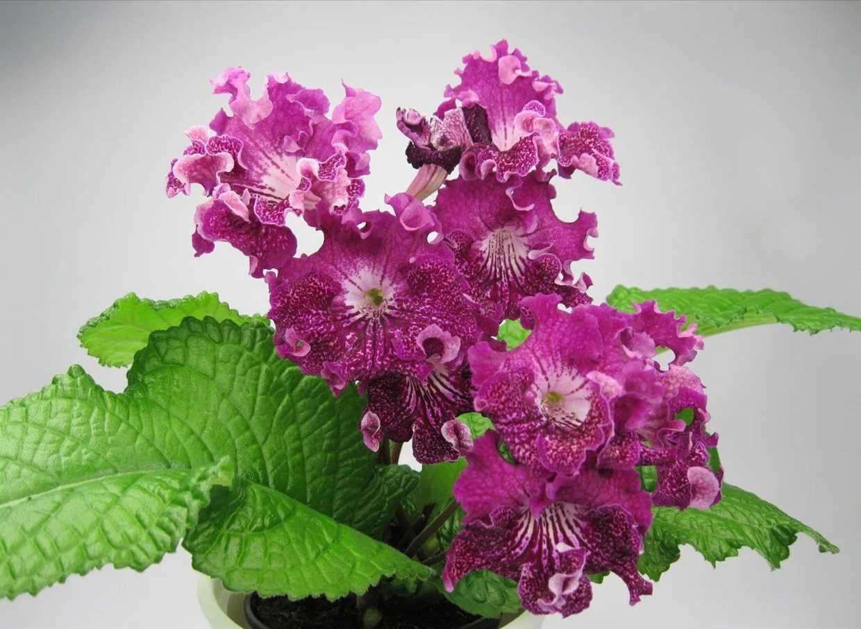 4. Streptocarpus 