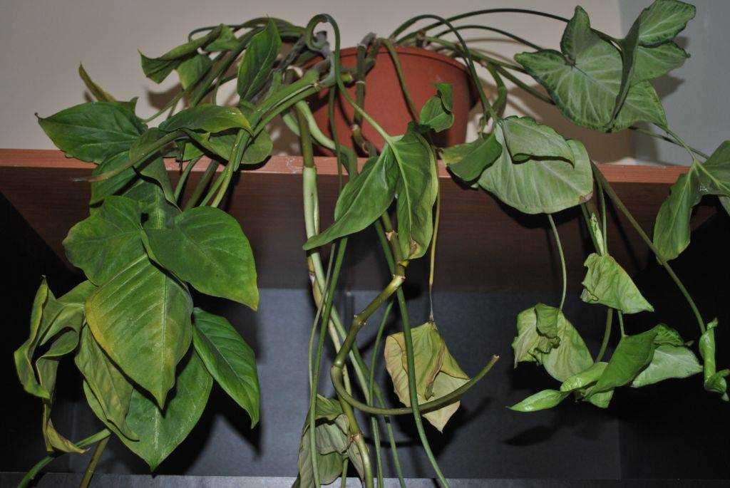 Caractéristiques des plantes Syngonium