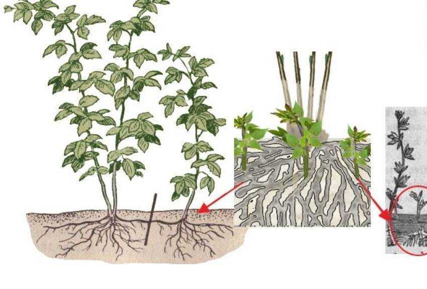 4. Contrôle la taille et la forme de la plante