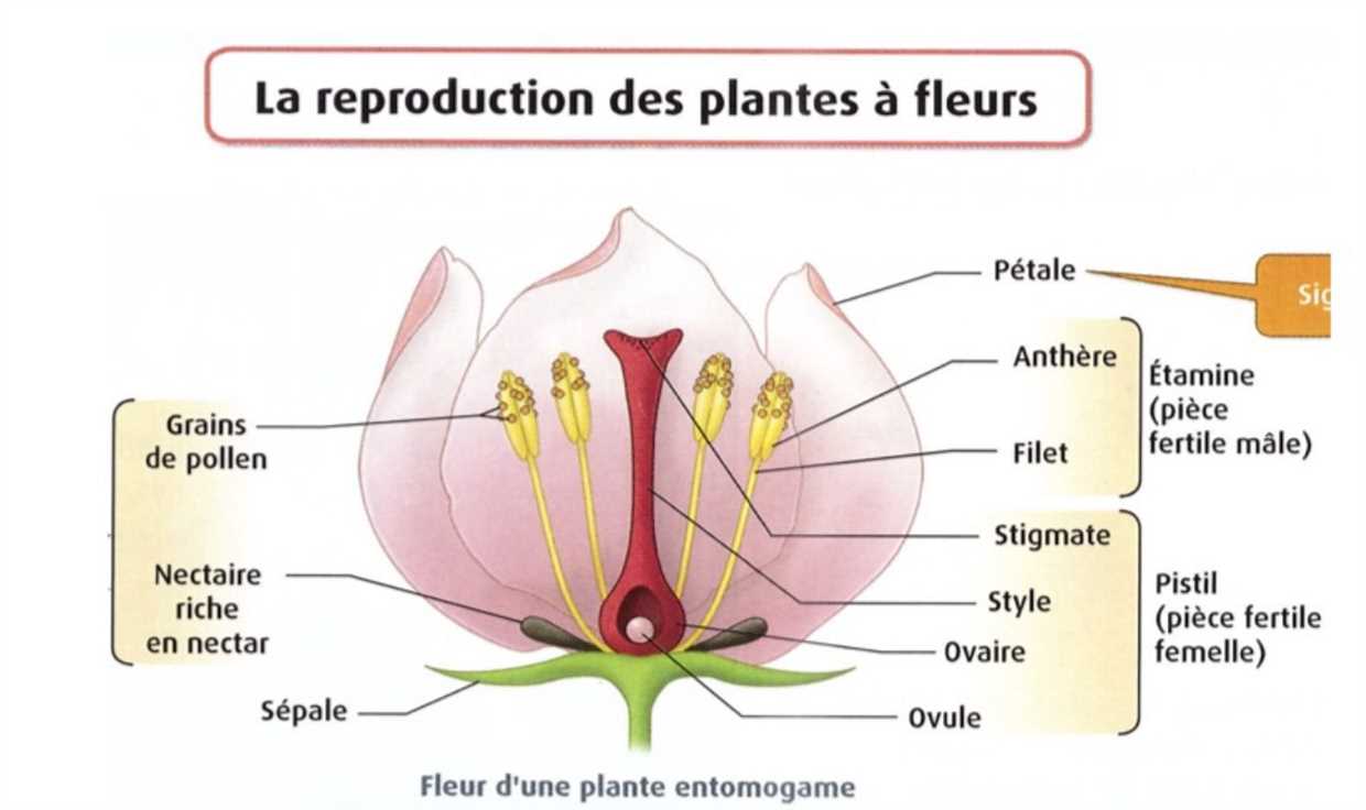 3. Identifiez les branches à tailler