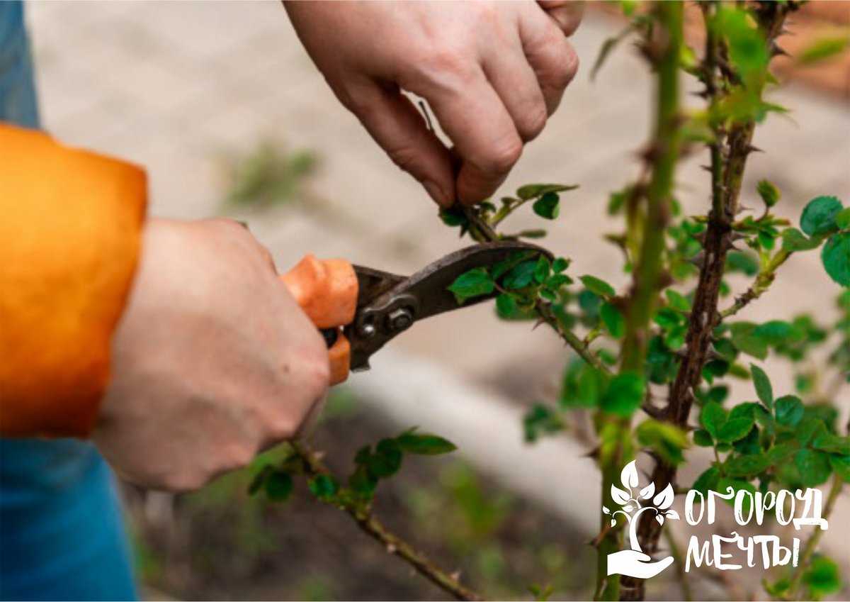 Outils nécessaires pour tailler les rosiers