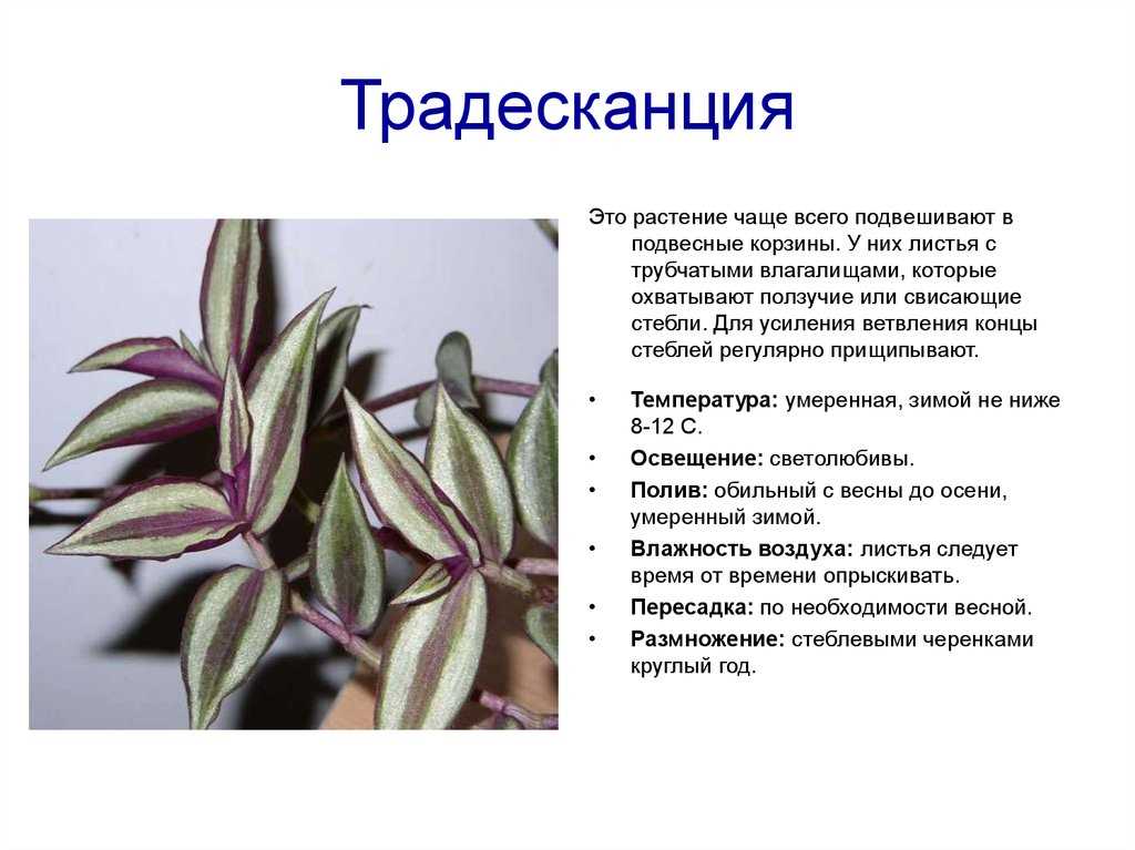 Tradescantia fluminensis