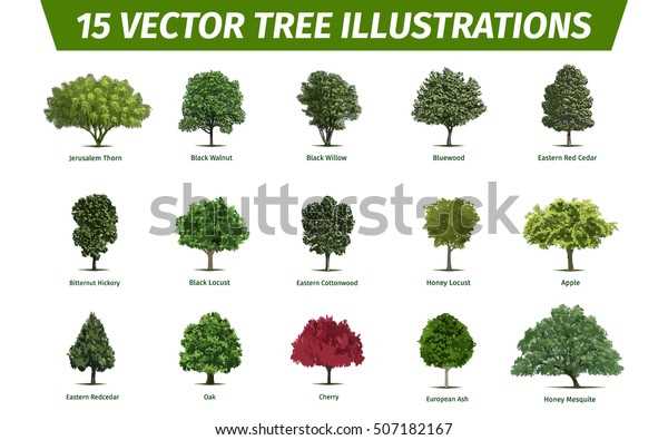 Les arbres d'intérieur résistants aux conditions peu lumineuses