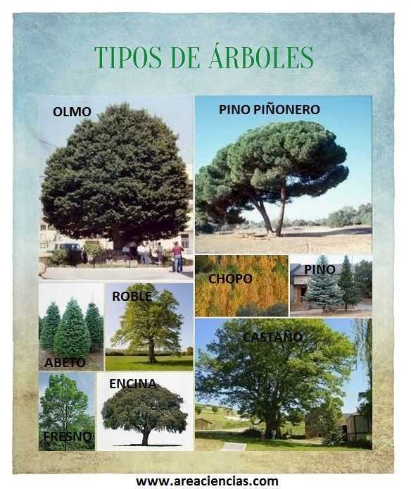 Les arbres d'intérieur pour la purification de l'air