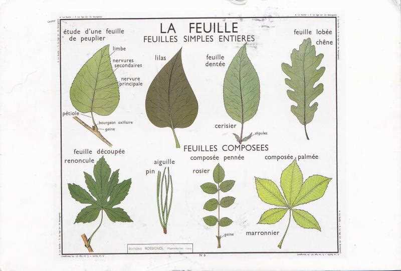 1. Transplanter les boutures