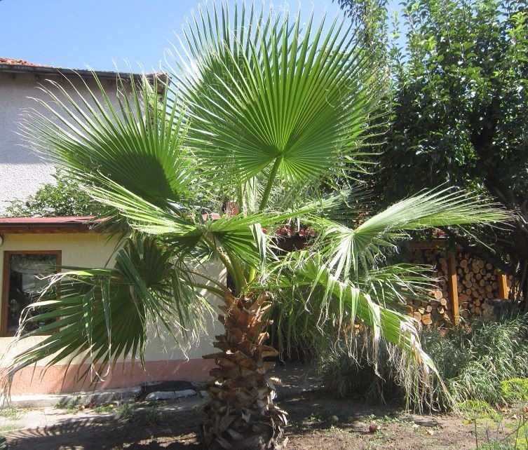 Les Espèces de Washingtonia