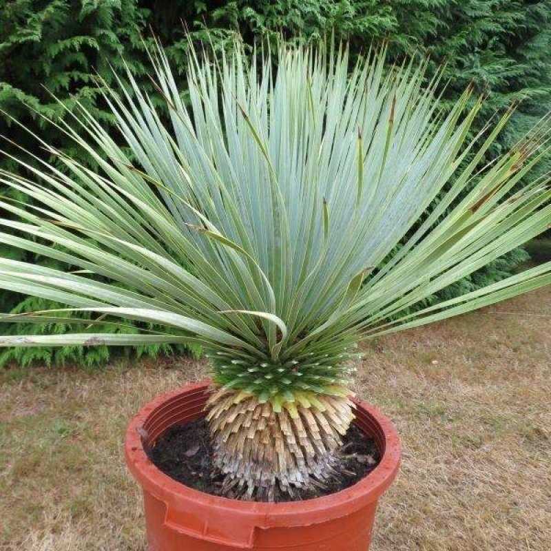 4. Yucca deshojada