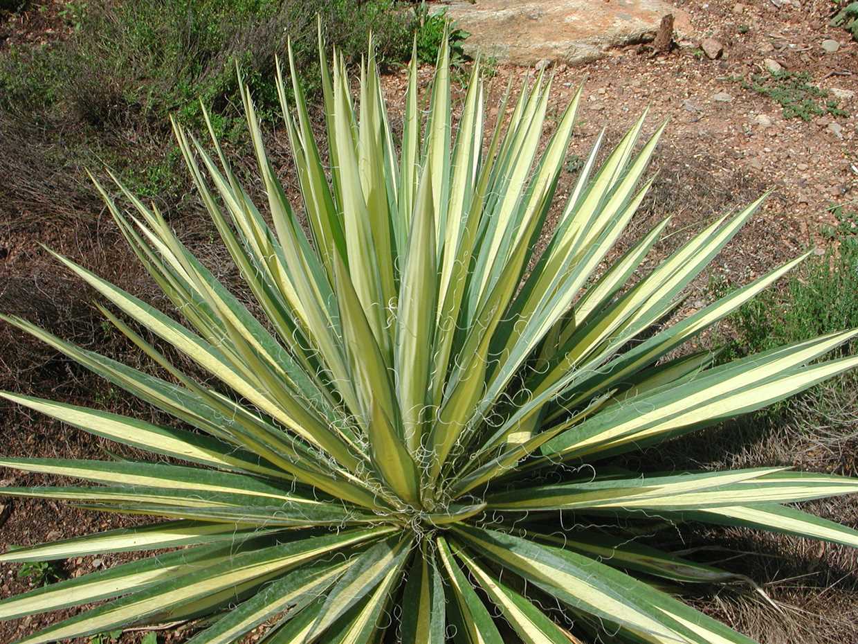 2. Yucca filamentosa