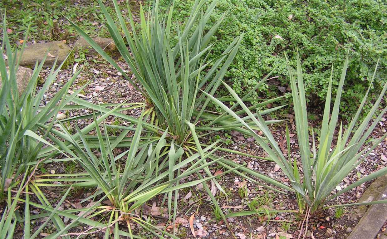 1. Ne pas trop arroser votre yucca