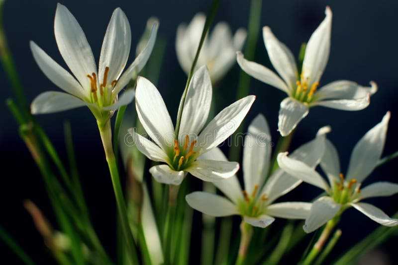 2. Taches foliaires