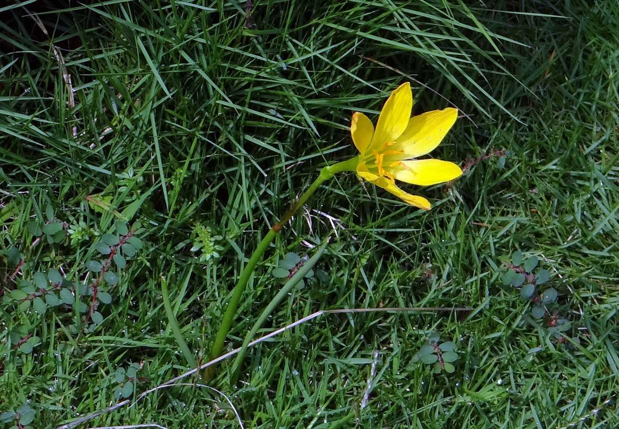 Espèces de Zephyranthes