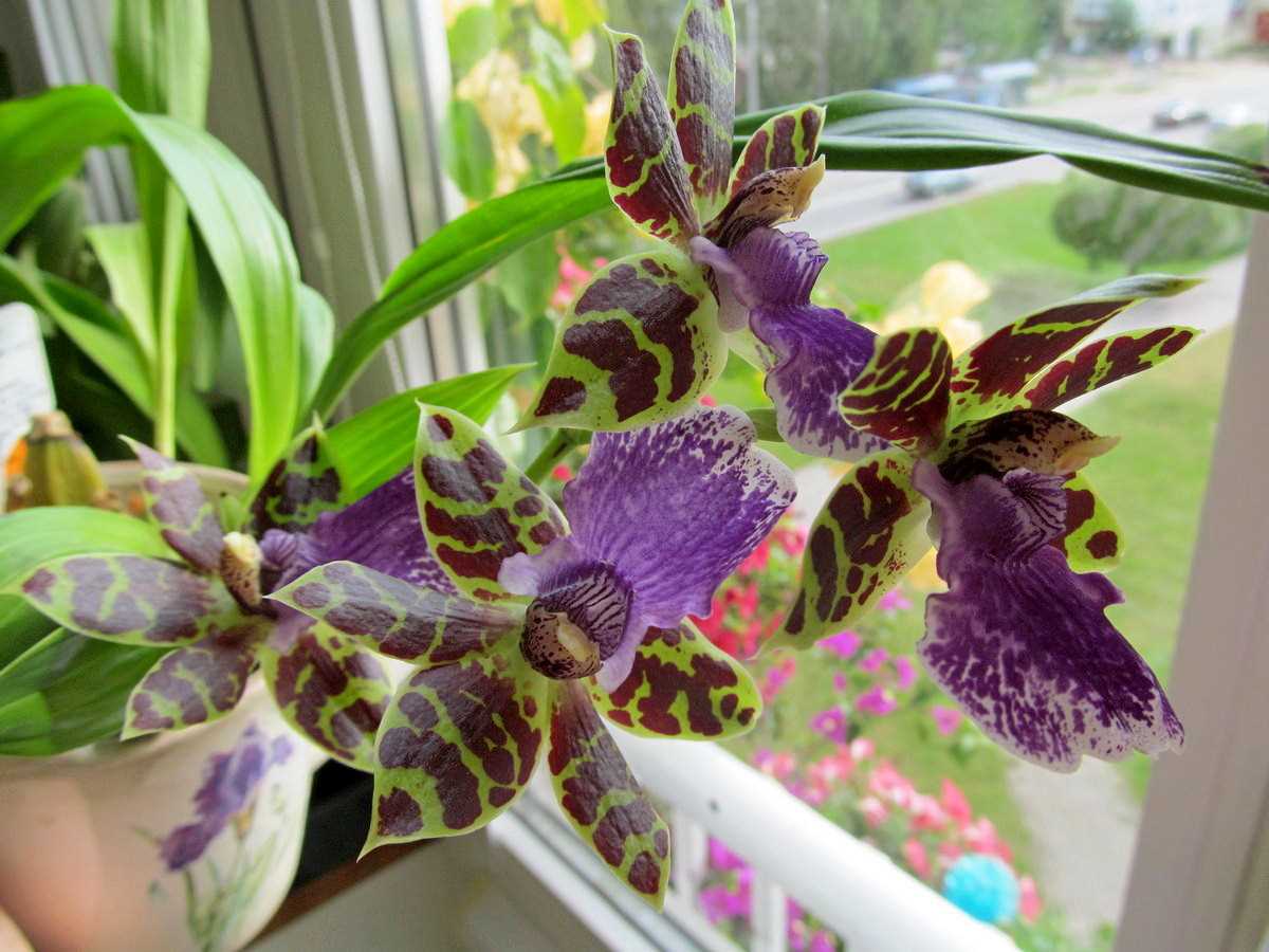 Choisir un Zygopetalum sain