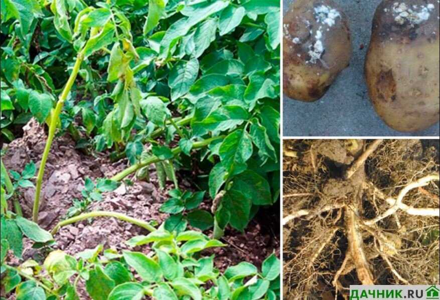 Болезни картофеля: основные виды и способы лечения