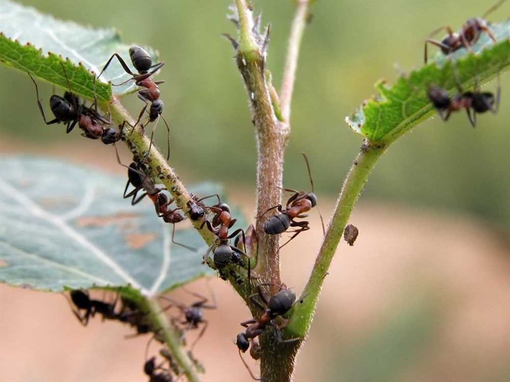 4. Проводите работы борьбы с муравьями в спокойную погоду