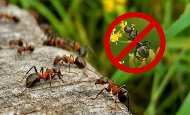 Как выбрать средство от муравьев на даче?