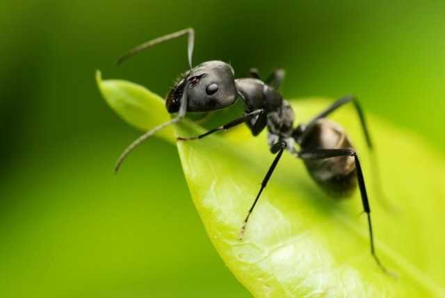 Причины появления муравьев на дачном участке