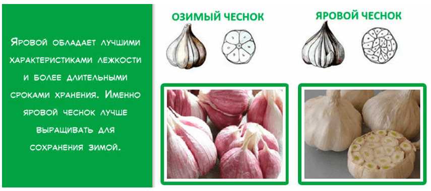 Выбор сортов чеснока и подготовка семян