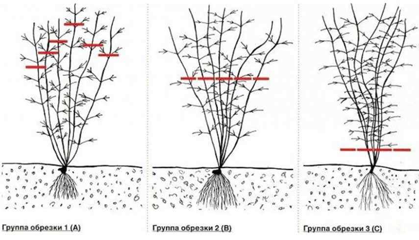 1. Определение типа клематиса