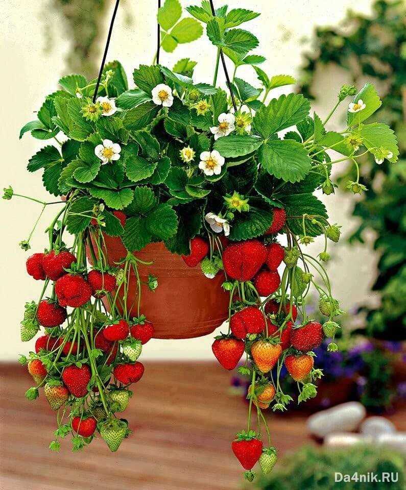 Посадите растения в горшки или ящики