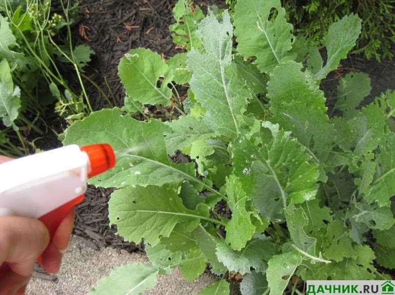 Правильный способ посадки капусты для предотвращения вредителей