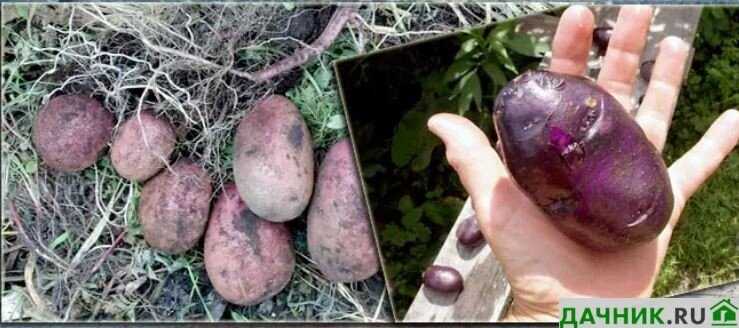 Фиолетовый картофель - отличный выбор!