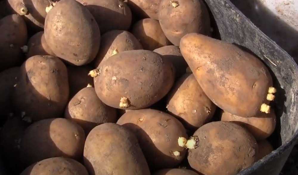 Особенности вкуса картофеля Гала